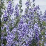 Profile Picture of Theodore Averis C. (@nightshadejournals) on Instagram