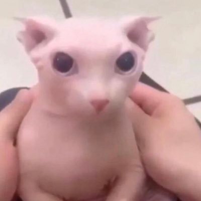 Profile Picture of Scadootle (@scaduto_anthony) on Twitter