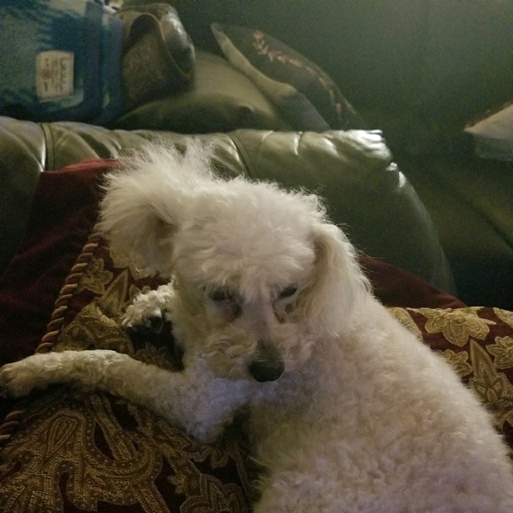 Profile Picture of Mirna Samaan (@mirnasamaan23) on Poshmark