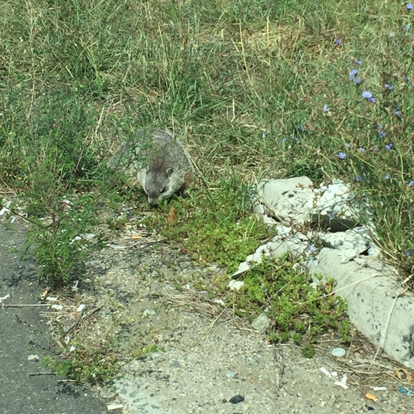 Profile Picture of Reyhana Qreitem (@reyhana80) on Poshmark