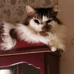 Profile Picture of Danielle Mundt (@daniellemundt) on Tiktok