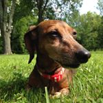 Profile Picture of Buddy (@buddytotherescue) on Instagram