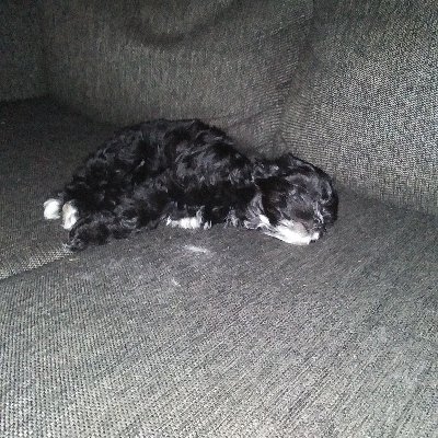 Profile Picture of Andrew Pauley (@AndrewPauley8) on Twitter