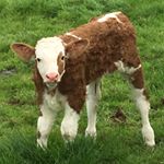 Profile Picture of Thomas Briody (@thomasbriody) on Instagram