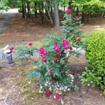 Lisa Chandley - Instagram Profile Picture of Lisa Chandley (@chandleylisa) on Instagram