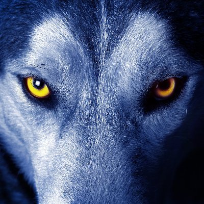 Profile Picture of Jérémy TRIBOQUE (@Triboque) on Twitter