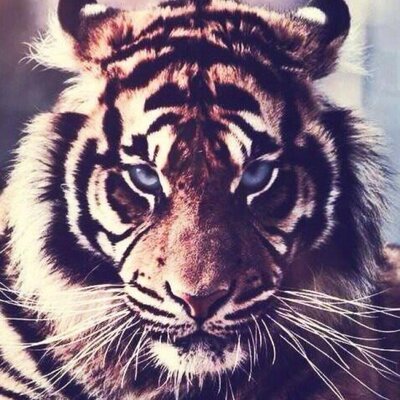 Profile Picture of Mezmirised (@DanielBrunet16) on Twitter