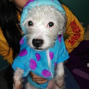 Profile Picture of Alexia Vasquez (@AlexiaV91575742) on Twitter