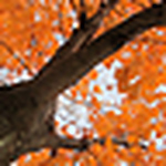 Profile Picture of Carrie Foster (@Anseis) on Flickr