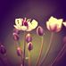 Profile Picture of Sara Devos (@sara.devos.982845) on Facebook