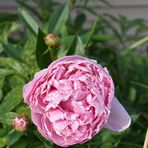 Profile Picture of Nathan C Tomson (@ntomsonatc) on Facebook