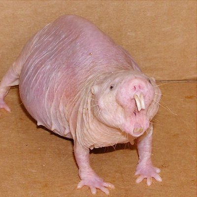 Profile Picture of Marc Mayerson (@marcmayerson) on Twitter