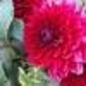 Nasim Hasan - Myspace Profile Picture of Nasim Hasan (@412980712) on Myspace