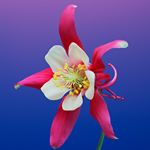 Profile Picture of Vannessa Summer Carson (@vannessacarson2k19) on Instagram