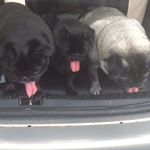 Profile Picture of Maureen wright (@polzeathpugs1) on Instagram