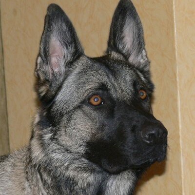 Profile Picture of Alexander Seitz (@paintersman) on Twitter