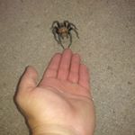 Profile Picture of Chris Polinsky (@larry.polen.378) on Instagram