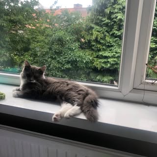 Profile Picture of Michael Caris (@caris_michael) on Instagram