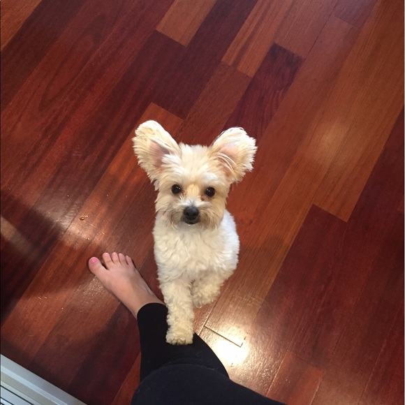 Profile Picture of Emily Birsen (@ebirsen) on Poshmark