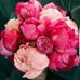 Profile Picture of Miriam Faham (@miriam.faham.3) on Facebook