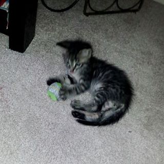 Profile Picture of Kevin Boehmer (Kevin TheCat) (@Kevin-Boehmer) on Facebook