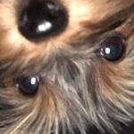 Profile Picture of brianeatsass (@brianeatsass) on Instagram