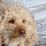 Profile Picture of Candace Smith Fulcher (@candacefulcher) on Instagram