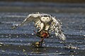 Profile Picture of Snowy owlon Wikipedia
