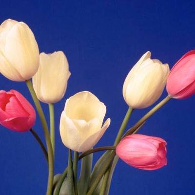 Profile Picture of Farhan Shahid (@farhanshahid71) on Twitter