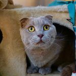 Profile Picture of Larrabee (@larrabee_thescottishfold) on Instagram