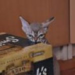 Profile Picture of Carolyn Jimenez (@readyornot_devons) on Instagram