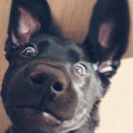 Profile Picture of Jesse Seybold (@jessethelab) on Instagram