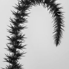 Profile Picture of Dr. Nicholas T. Basinger (@ugaweeds) on Twitter