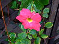 Profile Picture of Mandevilla sanderion Wikipedia