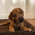 Profile Picture of Nora (@noratherhodesianridgeback) on Instagram