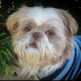 Profile Picture of Daniela Marques (@araujo6724) on Pinterest