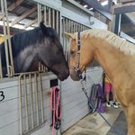 Profile Picture of Crystal Valley Stables🐴 (@crystalvalley_stables) on Instagram