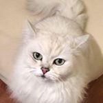 Profile Picture of Emma Pryor (@pryor_emma) on Instagram