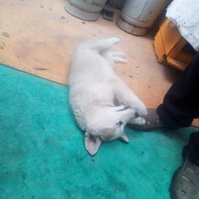 Profile Picture of José Julio Miramontes Téllez (@JosjulioMiramo2) on Twitter