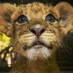 Profile Picture of Dionicia González (@amozaim83) on Instagram