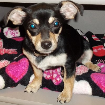 Profile Picture of Donna Blue-Booker (@Caughorn01) on Twitter