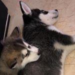 Tango - Instagram Profile Picture of Tango (@tango_fans) on Instagram