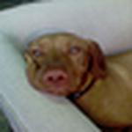 Profile Picture of Andrew Cox (@the hungarian vizsla) on Flickr