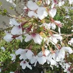 Tutomu Okuya - Facebook Profile Picture of Tutomu Okuya (@Tutomu-Okuya) on Facebook