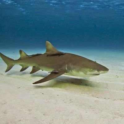 Profile Picture of Laurie Larson (@laurierae55) on Twitter