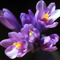 Profile Picture of Fran Carollo (@fran-carollo) on Quora