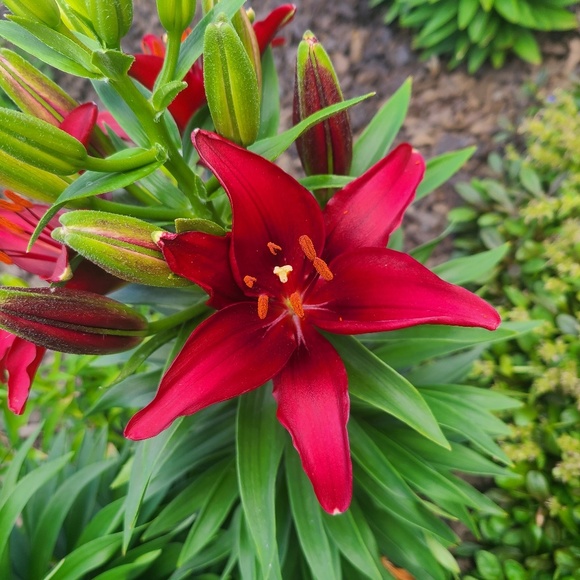 Profile Picture of Rachelle Bardeen (@rbardeen) on Poshmark