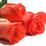 Profile Picture of Idalmis Castillo (@castillo_idalmis) on Instagram