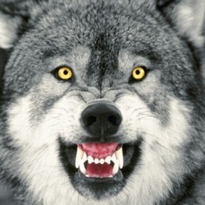 Profile Picture of Alice A. Wolf (@AliceAWolf) on Twitter