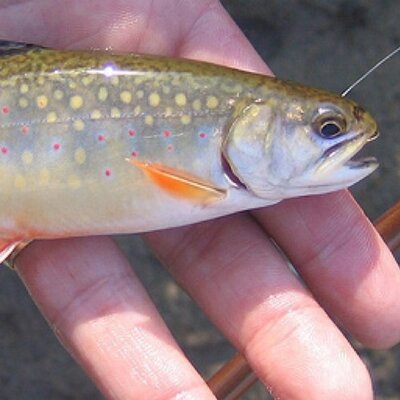 Profile Picture of Bradley Kendrick (@Bdrick7) on Twitter